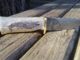 Alligator Scrimshaw Deer Antler Damascus Steel Knife by Jeff Loehr